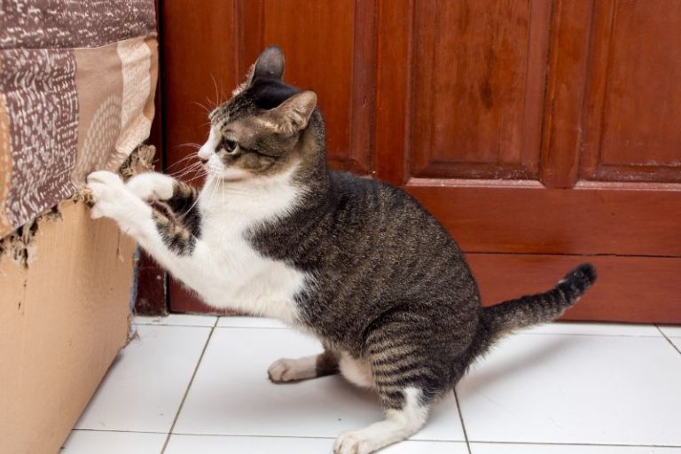 How to Repair Cat Scratches on Leather? (8 Impressive Steps!) »