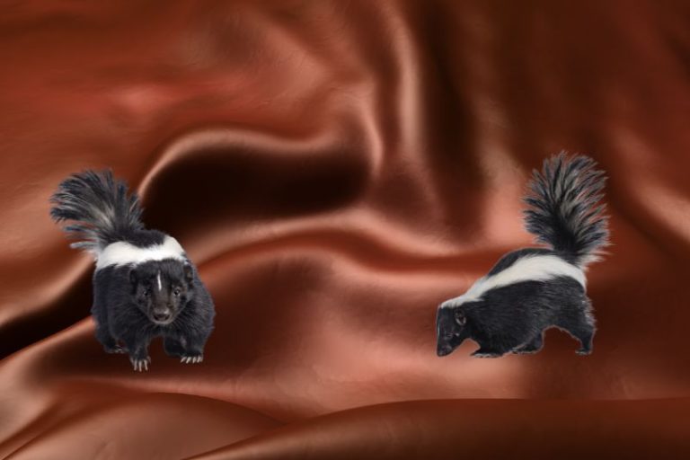 How to Get Skunk Smells Out of Leather? (In Just 5 Minutes!)